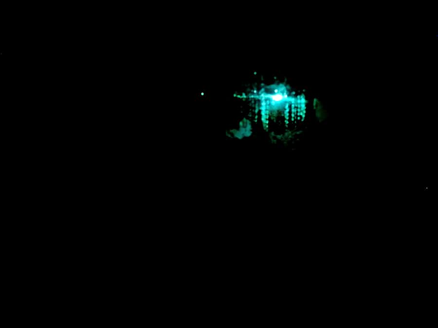 Sydney: Blue Mountains Glow Worms Wild Adventure by Night - Pickup From Sydney and the 5-Hour Night Rhythm