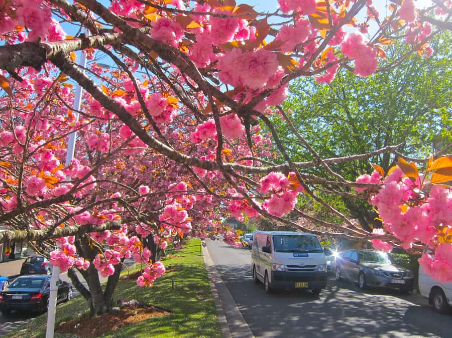 Sydney: Blue Mountains Half Day Scenic World & Lookout Tour - Leura Village: Lunch on Your Terms + a Little Shopping Time