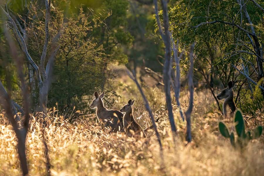 Sydney: Blue Mountains Kangaroos, Wilderness and Sunset Tour - Key things I’d highlight before you book