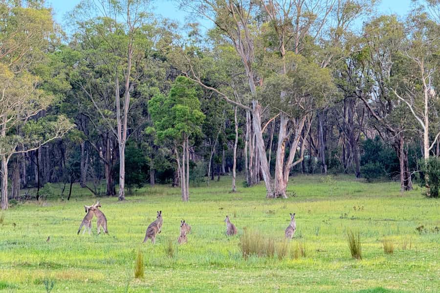 Sydney: Blue Mountains Kangaroos, Wilderness and Sunset Tour - Leura and the drive through Katoomba: scenic roads, fewer distractions