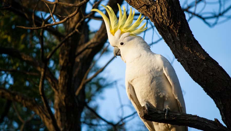 Sydney: Blue Mountains Kangaroos, Wilderness and Sunset Tour - Narrow Neck Plateau sunset and the hour-long wildlife window