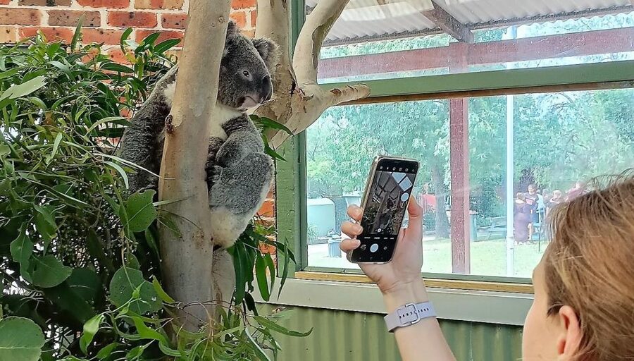 Sydney: Blue Mountains Late Start: Walks, Wildlife & Dinner - Grose Valley and Megalong Valley: quieter walking and more wildlife time