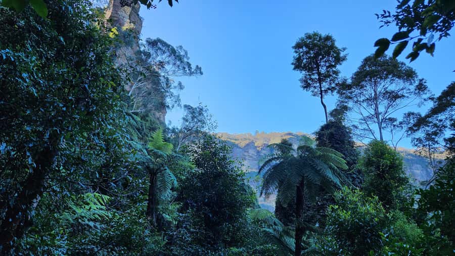 Sydney Blue Mountains, Scenic World, Featherdale (Private) - The small-group van: comfortable, guided, and low-stress