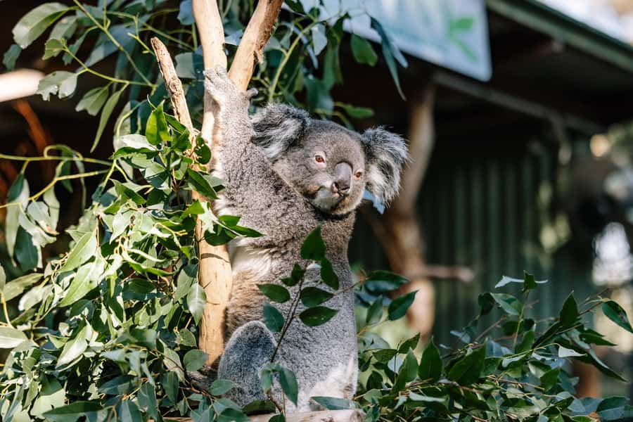 Sydney: Blue Mountains Scenic World, Wildlife Park and Lunch - Scenic World Unlimited Rides Pass: the best use of your time