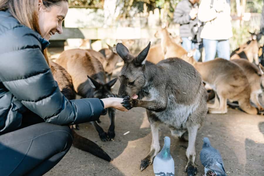 Sydney: Blue Mountains Scenic World, Wildlife Park and Lunch - Featherdale Wildlife Park: feeding kangaroos, plus koalas and wallabies