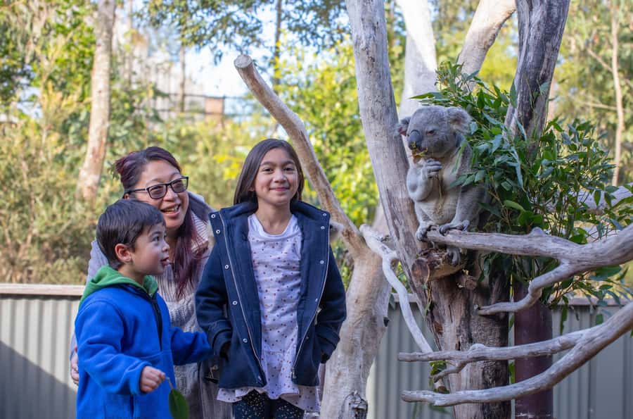 Sydney: Blue Mountains, Scenic World, Zoo & Lincoln's Rock - Key things that make this tour worth your attention