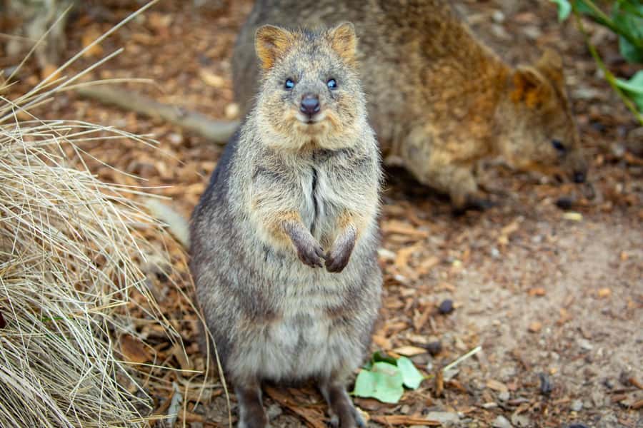 Sydney: Blue Mountains, Scenic World, Zoo & Lincoln's Rock - Sydney Zoo for a focused wildlife fix