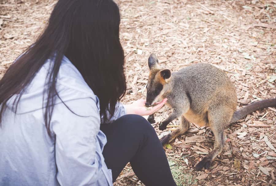 Sydney: Blue Mountains Wildlife & Bushwalk Small-Group Tour - Featherdale Wildlife Park: what “up close” actually feels like