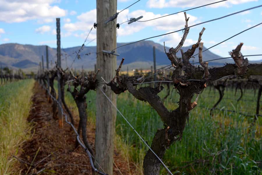 Sydney: Chef-Led Hunter Valley Food & Wine Tour - Who Should Book This Tour (and Who Should Skip It)