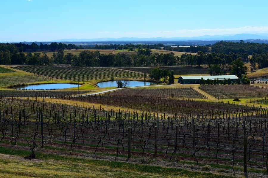 Sydney: Chef-Led Hunter Valley Food & Wine Tour - Hunter Valley Drive Time With a Chef-Guide Focus