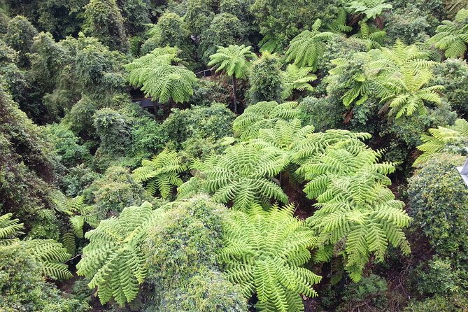 Sydney City and Blue Mountains in One Day Private Tour - Price and value: what you’re paying for at $471.96 per person