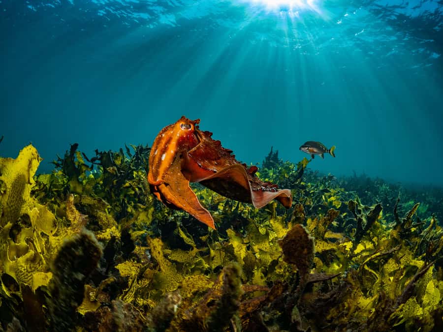 Sydney: Discover Scuba Dive at Australia's most Iconic Beach - Price check: is $407 for up to 2 good value?