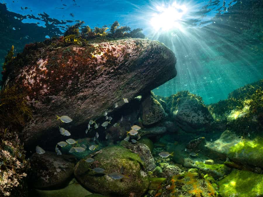 Sydney: Discover Scuba Dive at Australia's most Iconic Beach - Who should book this (and who should choose another plan)