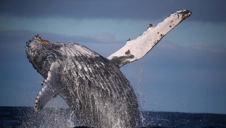 Sydney: Discovery Whale Watching Tour by Catamaran - Fast to the whales: why this catamaran tour feels different