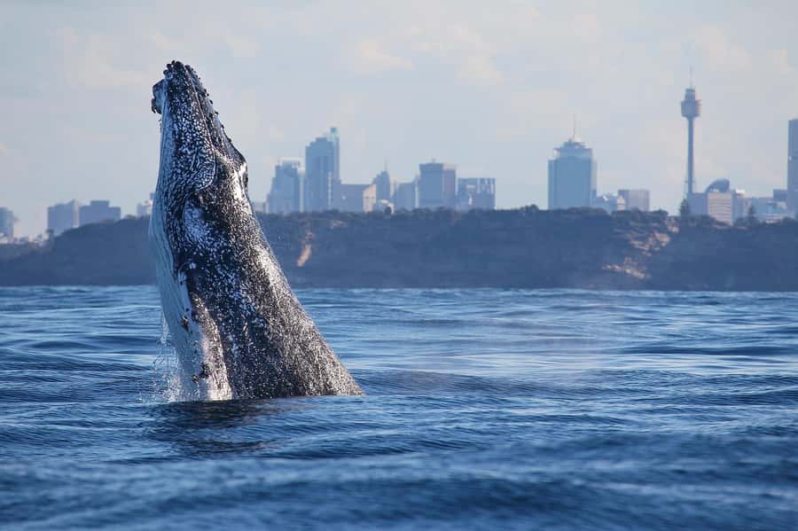 Sydney: Discovery Whale Watching Tour by Catamaran - The 30-minute run out: speed you can feel, and why it’s worth it