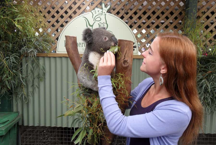 Sydney: Featherdale Wildlife Park Private Tour - Key highlights to know before you go