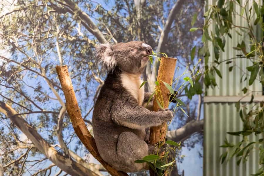 Sydney: Featherdale Wildlife Park Private Tour - Inside the Park: Kangaroos, Wallabies, Koalas, and Keeper Talks