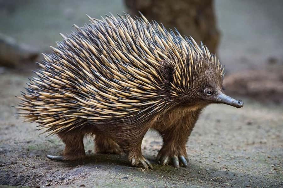 Sydney: Featherdale Wildlife Park Private Tour - Who This Tour Suits Best (and Who Might Be Happier Doing It Independently)