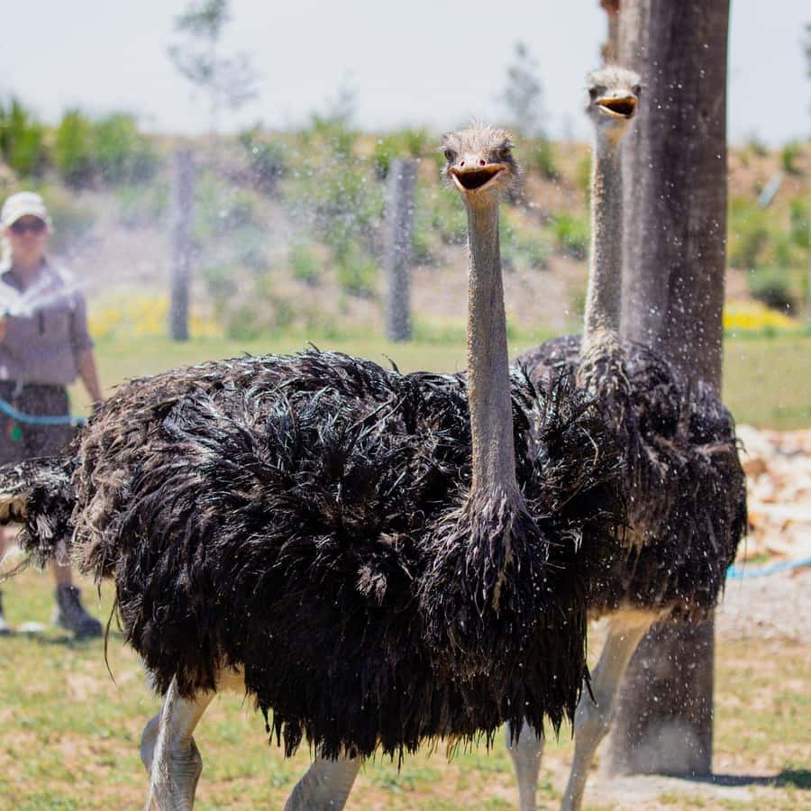 Sydney: Featherdale Wildlife Park Private Tour - Sydney Hotel Pickup: Convenience Worth Paying For