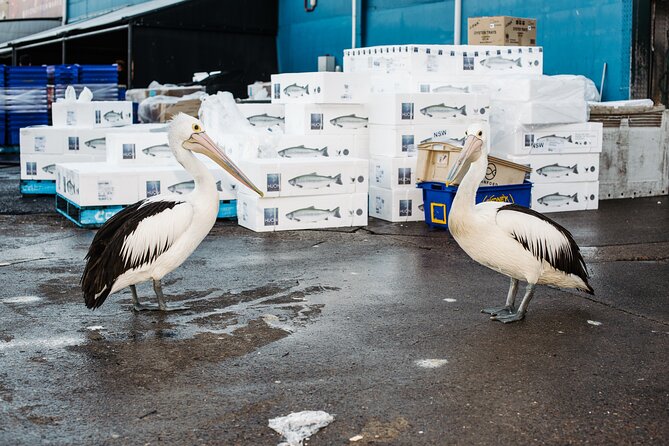 Sydney Fish Market Discovery Tour - The new building: design you’ll notice when you’re inside the workflow