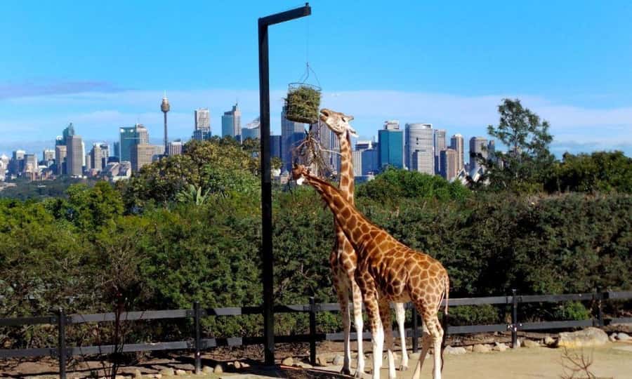 Sydney: Flexi Pass - Pick 3, 5 or 7 Experiences - Day trips and nearby escapes: Blue Mountains Explorer Bus