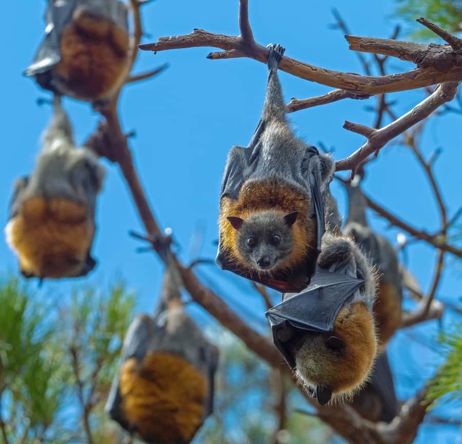 Sydney: Flying Fox Tour, Australia's Largest Bats - The van ride: timing, viewpoints, and why it matters