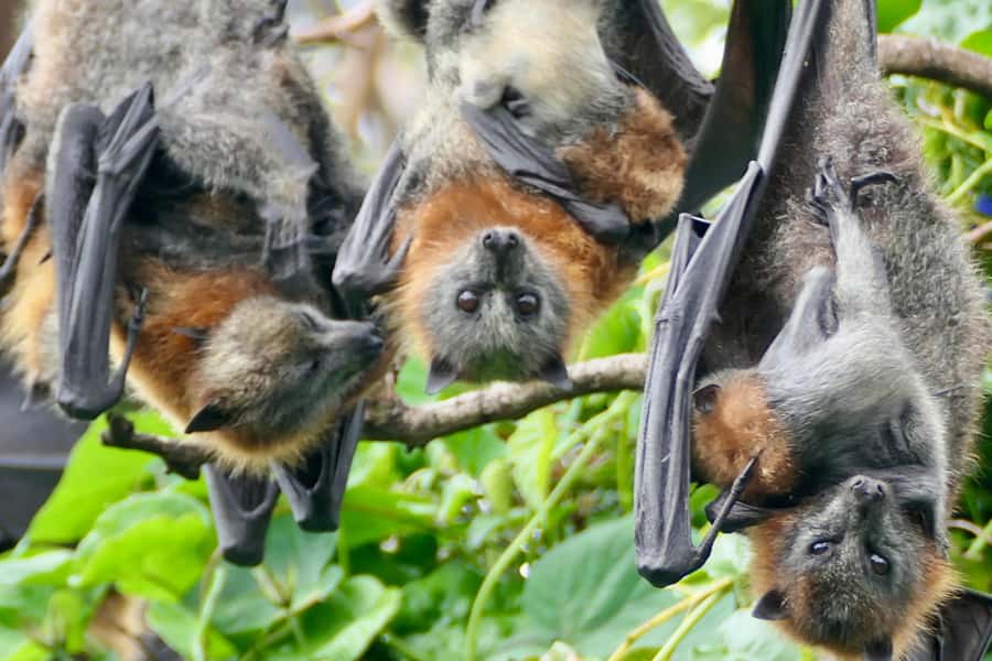 Sydney: Flying Fox Tour, Australia's Largest Bats - Getting your best photos: how the zoom cameras and photo handoff work