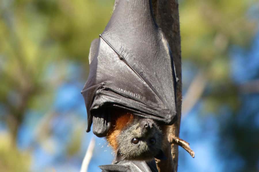 Sydney: Flying Fox Tour, Australia's Largest Bats - What to bring (and what to leave behind)