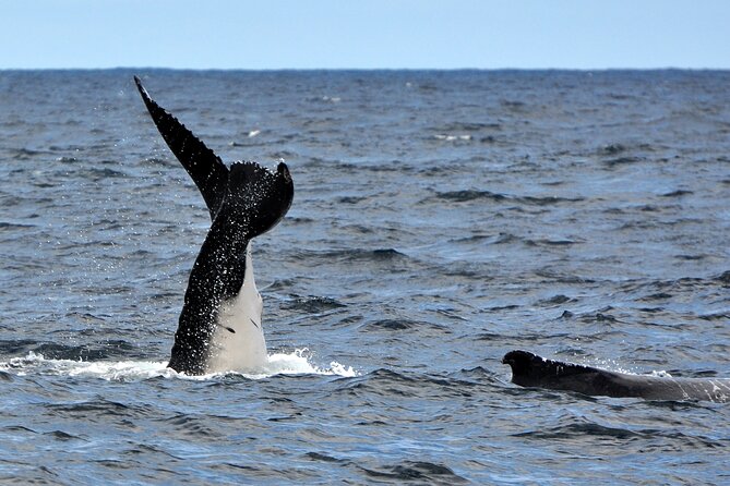 Sydney Harbour Tall Ship Whale & Sail - Whale Watching Cruise - Tall ship sailing from Campbells Cove: the 10:15am start and small-group feel