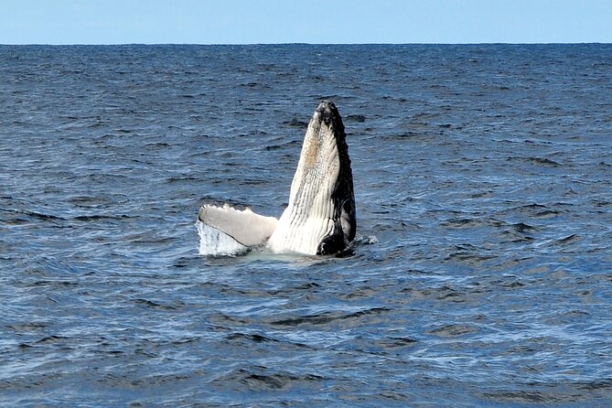 Sydney Harbour Tall Ship Whale & Sail - Whale Watching Cruise - Whale watching on Sydney water: humpbacks, southern right whales, and what to look for