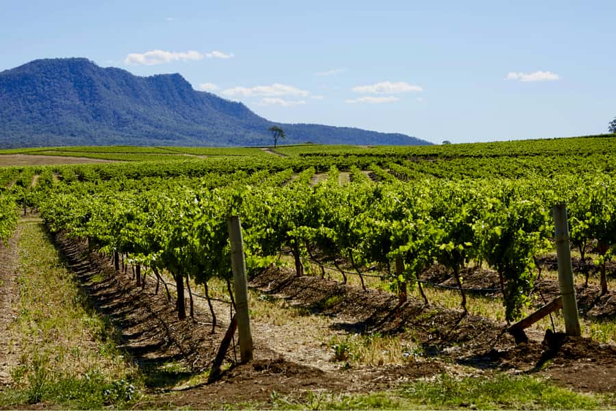 Sydney: Hunter Valley Wineries Day Trip with Food Tastings - Hunter Valley Village stop: a relaxed lunch you choose yourself