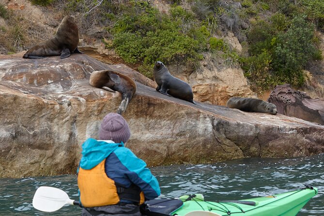 Sydney Kayak Seal Encounter Adventure with Gourmet Food - Key points before you go