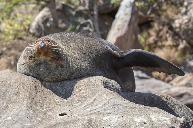 Sydney Kayak Seal Encounter Adventure with Gourmet Food - Fur seal colony paddle: seeing seals without rushing