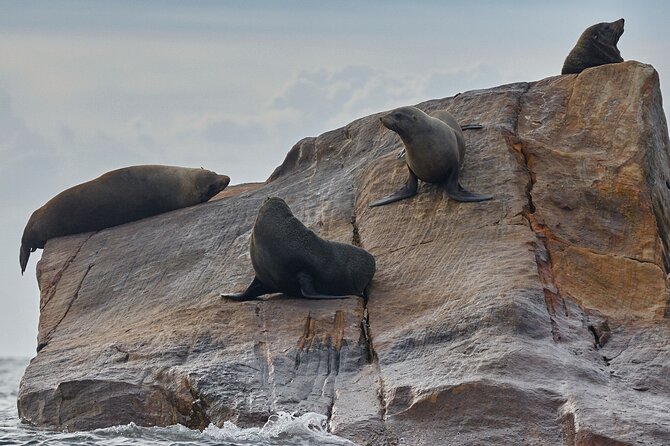Sydney Kayak Seal Encounter Adventure with Gourmet Food - Pittwater gourmet lunch on a secluded beach