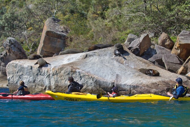 Sydney Kayak Seal Encounter Adventure with Gourmet Food - Who should book this kayak-and-seals experience