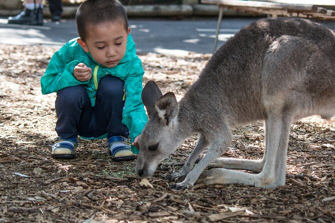 Sydney: Luxury Blue Mountains Adventure as a Small Group Day Tour - Price and value: what $204.41 covers (and what you’ll pay extra)