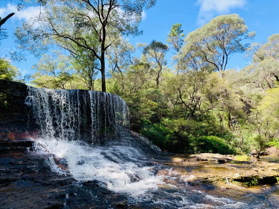Sydney: Luxury Blue Mountains Adventure with Wentworth Falls - Featherdale Wildlife Park: the close-up Aussie animal portion