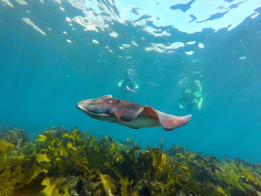 Sydney: Manly and Shelly Beach Snorkeling Tour - The 800m headland walk: Northern Beaches views plus wildlife spotting cues