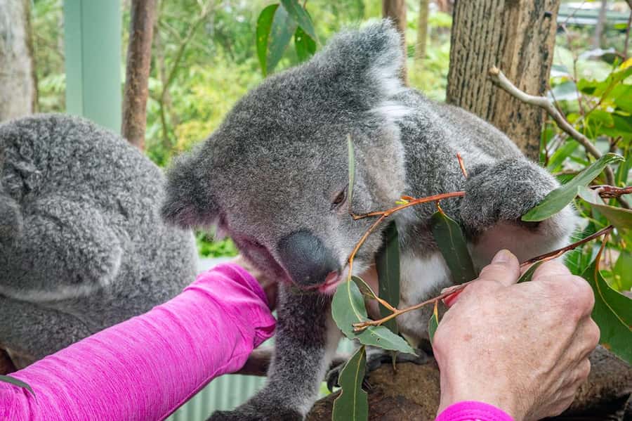 Sydney: Nature and Wildlife - Australia in One Day - Quick take