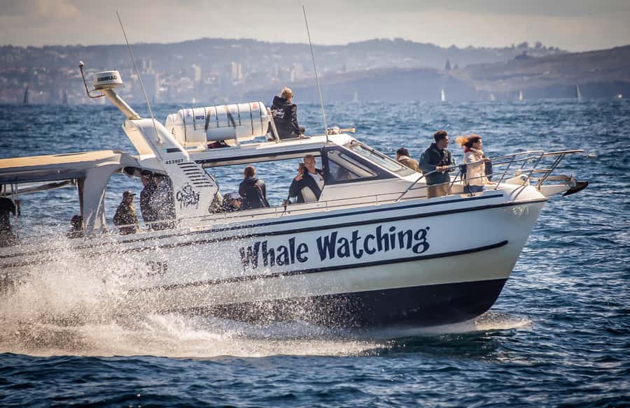 Sydney: Ocean Whale Watching Experience - Where You Start: King Street Wharf #3 and a Quick Safety Setup