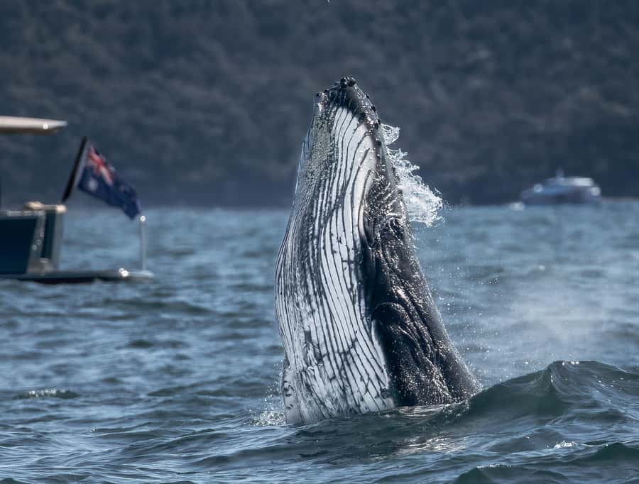 Sydney: Ocean Whale Watching Experience - Two Hours in the Open Ocean: How Small-Group Boat Design Helps You See More