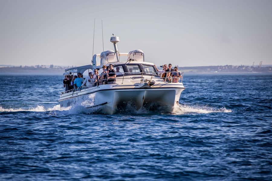 Sydney: Ocean Whale Watching Experience - Whale Sighting Guarantee: Value Insurance for a Wildlife Trip