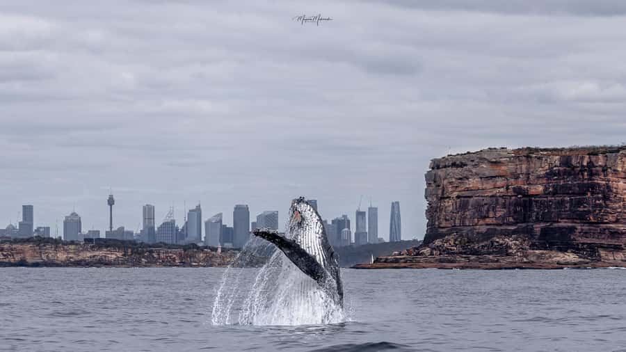 Sydney: Ocean Whale Watching Experience - The Live Commentary: Whaling Days, Migration Facts, and Q&A Time