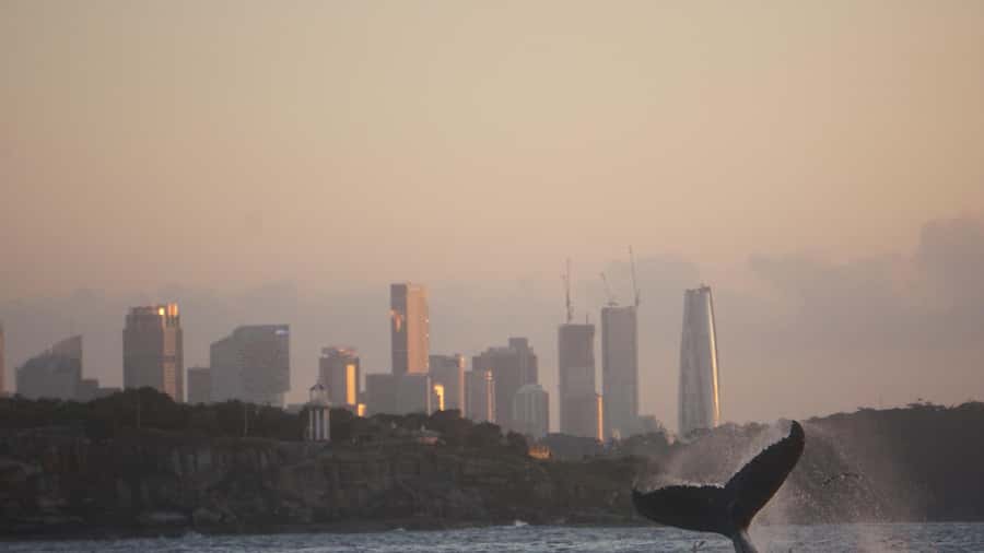 Sydney: Ocean Whale Watching Experience - The Crew’s Photo Advantage: Less Phone-Blocking, More Watching