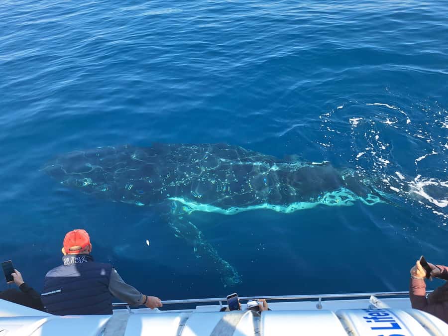Sydney: Ocean Whale Watching Experience - Getting Comfortable: Warm Clothes, Rain Gear, and Seasickness Plans