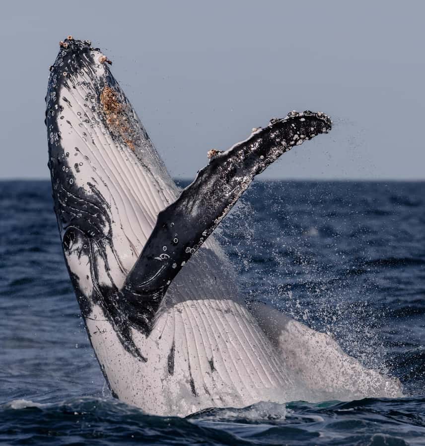 Sydney: Ocean Whale Watching Experience - What You’ll Spend Onboard (and What You Don’t)
