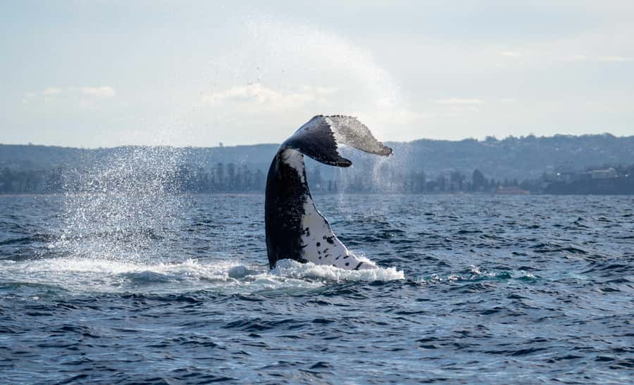 Sydney: Ocean Whale Watching Experience - Sydney Harbour Sights First: Opera House and the Bridge From the Water