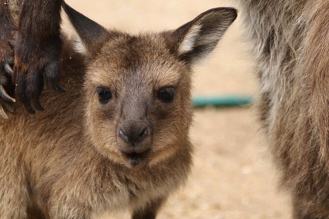 Sydney Opera House and Aussie Animals Private Tour - Price and What You’re Really Paying For