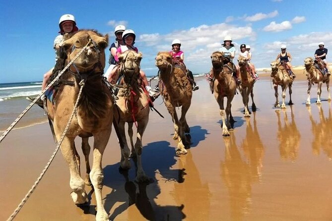 Sydney: Port Stephens Sandboarding, Dunes & Dolphin Cruise option - Price and value: what you’re paying for (and what you’re not)