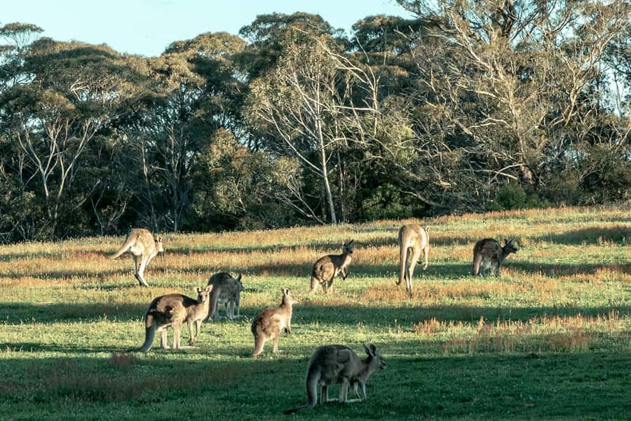Sydney: Private Blue Mountains, Waterfalls, Walks & Meals - Lunch in the Mountains: Local Bakery Food Without the Tourist Shuffle
